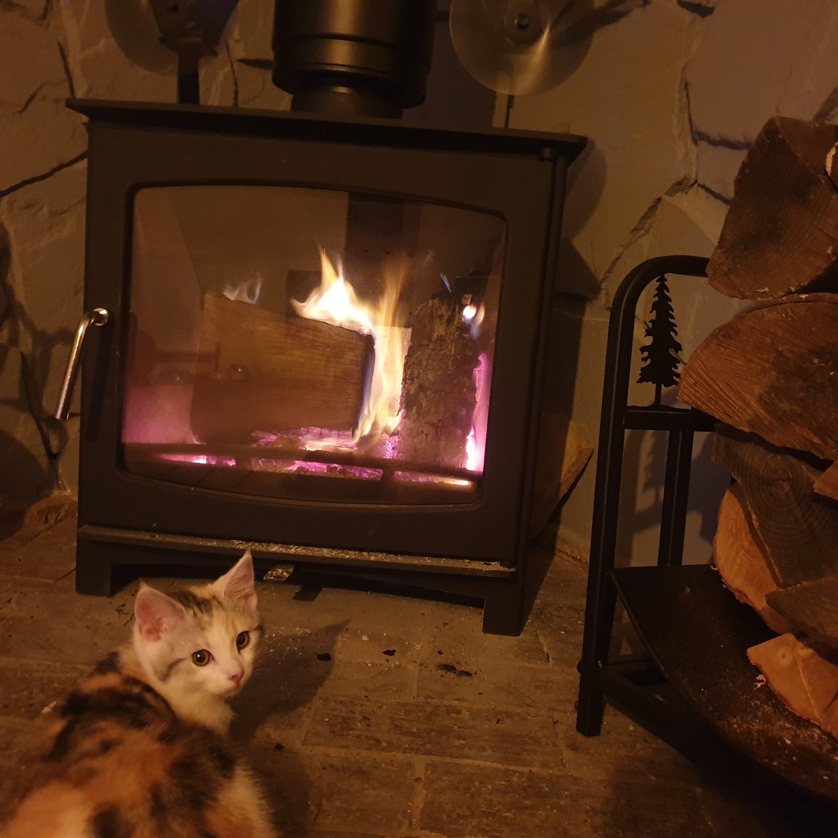 CMB_Ally's tweet photo. 1 cosy kitty https://t.co/g9gwZb4suy