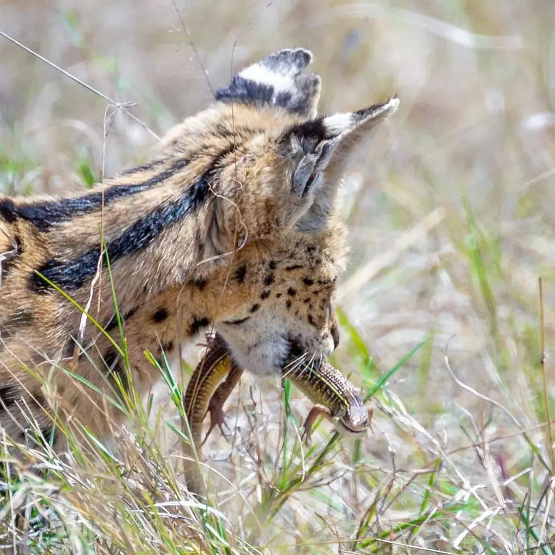 bongoplan's tweet photo. 𝗦𝗘𝗥𝗩𝗔𝗟 𝗖𝗔𝗧𝗦 𝗙𝗔𝗖𝗧𝗦 

📍Servals are leggy.

📍They have the largest ears of any cat. 

📍Servals can jump. 

📍Servals communicate with pee. 

📍Servals have cat fights. 

📍Servals can purr. 

📍Servals can live more than 20 years. 

#travel2023 #bucketlist2023 https://t.co/uPTKqgMGLp