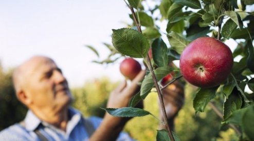 kremen_ua's tweet image. Подготовка сада к весне: советы и рекомендации…  kremenchug.ua/news/consumer/…

#сады #садоводы #садоводство #деревья