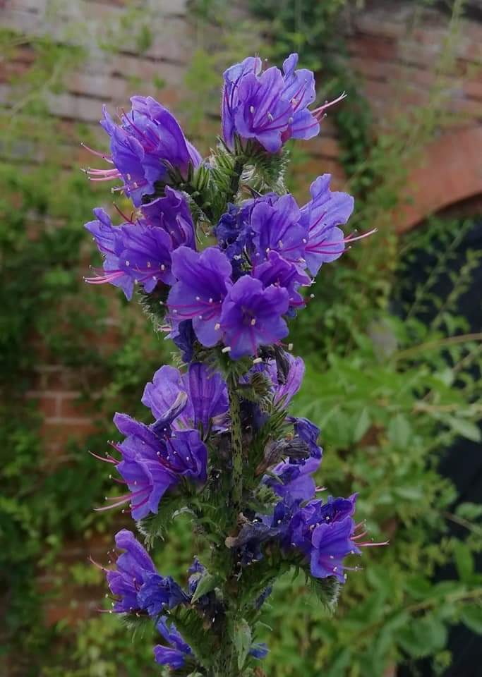 Echiumworld's tweet photo. Don't you just love vibrant blue flowers bees pollinators adore them too #echium vulgare #Vipersbugloss #plantforbees #plantforwildlife #Bees #wildlifegardens #pollinators @Echiumworld https://t.co/SMdBCgspD8