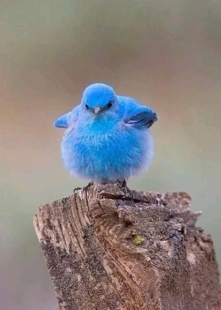 Sabían q? Q el pájaro corporativo de Twitter existe.🐦