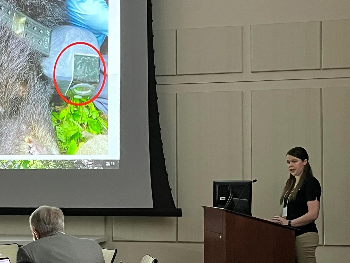 VATWS_IDEA's tweet photo. IDEA committee’s @Brogan_Holcombe presents her MS research on black bear foraging. https://t.co/v44quf1u5b