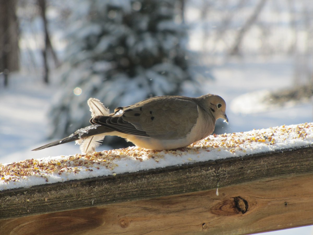 nymcmoo's tweet photo. Some of today's #birds #backyardbirdcount https://t.co/9xksOArd99
