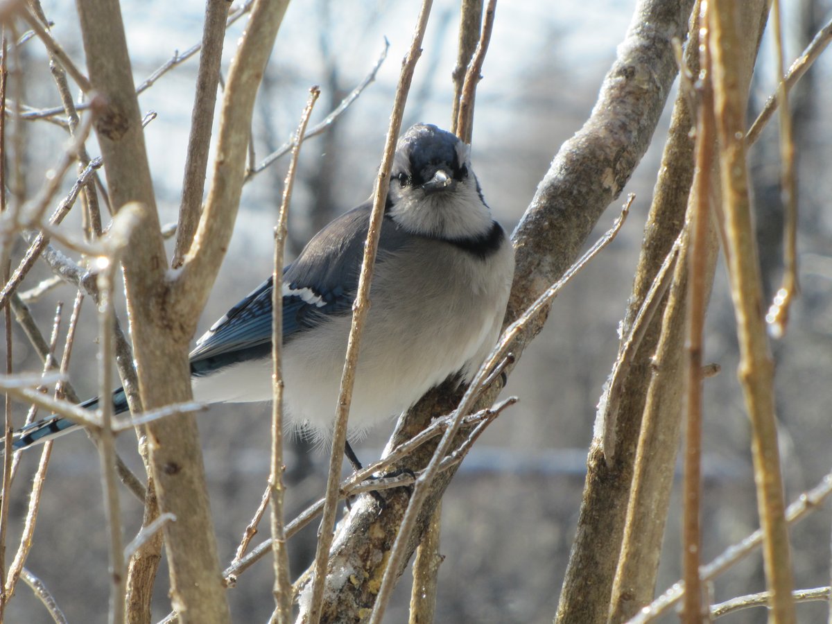 nymcmoo's tweet photo. Some of today's #birds #backyardbirdcount https://t.co/9xksOArd99
