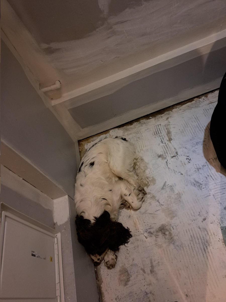 2024Nursekelly's tweet image. Mummy to be helping me paint. Pooch not impressed. I will get this kitchen done in time for the new floor!! #kitchendecorating  #springclean #newcolour #dulux from grey to cream.