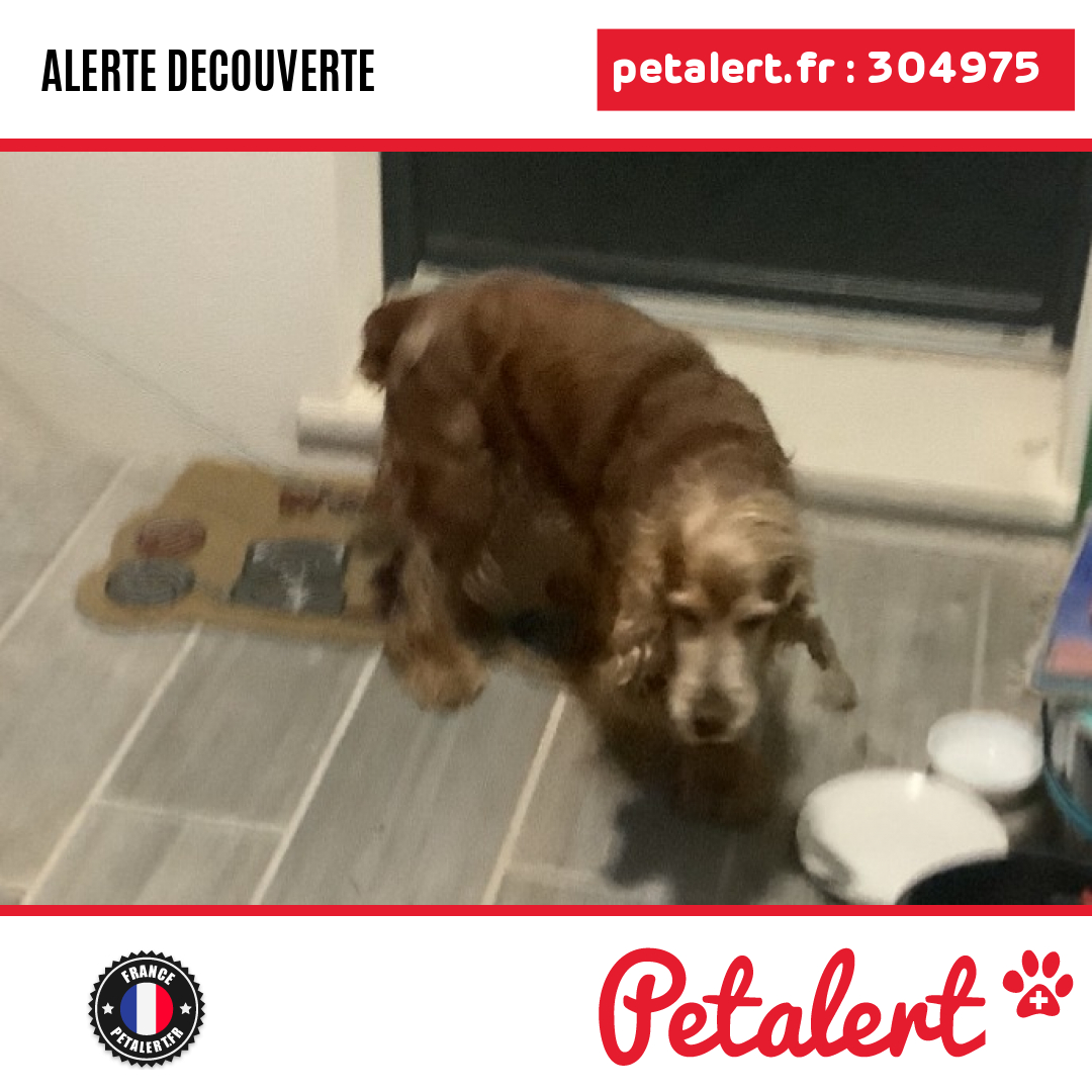 petalert_france's tweet photo. Trouvé #Chien #Dordogne #Riberac #Petalert  #PetAlert24 / https://t.co/YOm5InQDsH https://t.co/oqii99NLzL