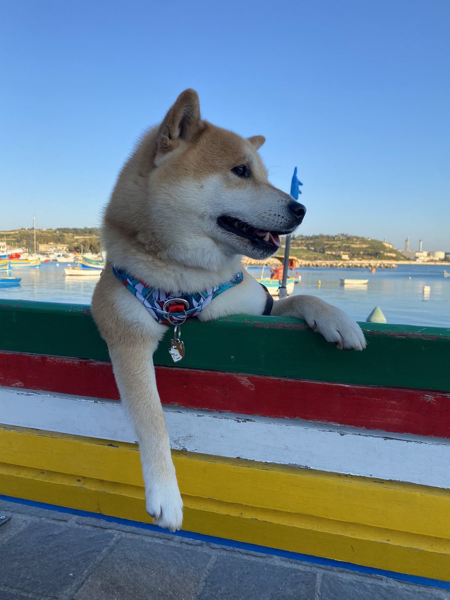 Please enjoy this beautiful pooch I met in Marsaxlokk, Malta. So many Shibas on that tiny island 🐕
