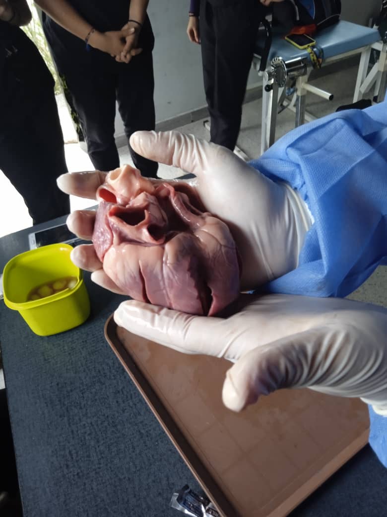 Dr_JHM16's tweet photo. #Soydoctorsoydocente
#practicadelsistemacardiovascular
#medicina2año https://t.co/9qBifZvnav