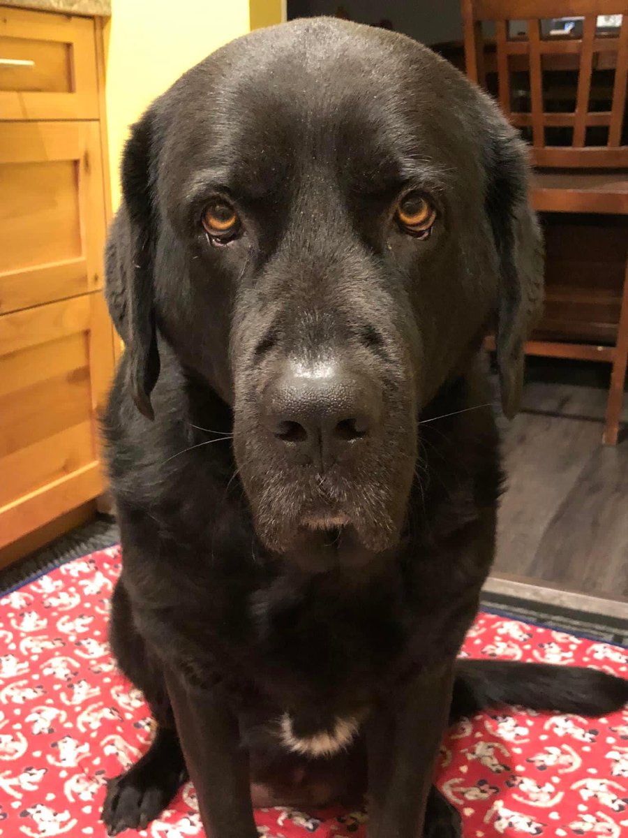 PaytonRadio's tweet photo. @Christyrose760 This is my family’s gorgeous dog. Her name is Molly moo and loves to drool lmao https://t.co/fZmrP4akxD