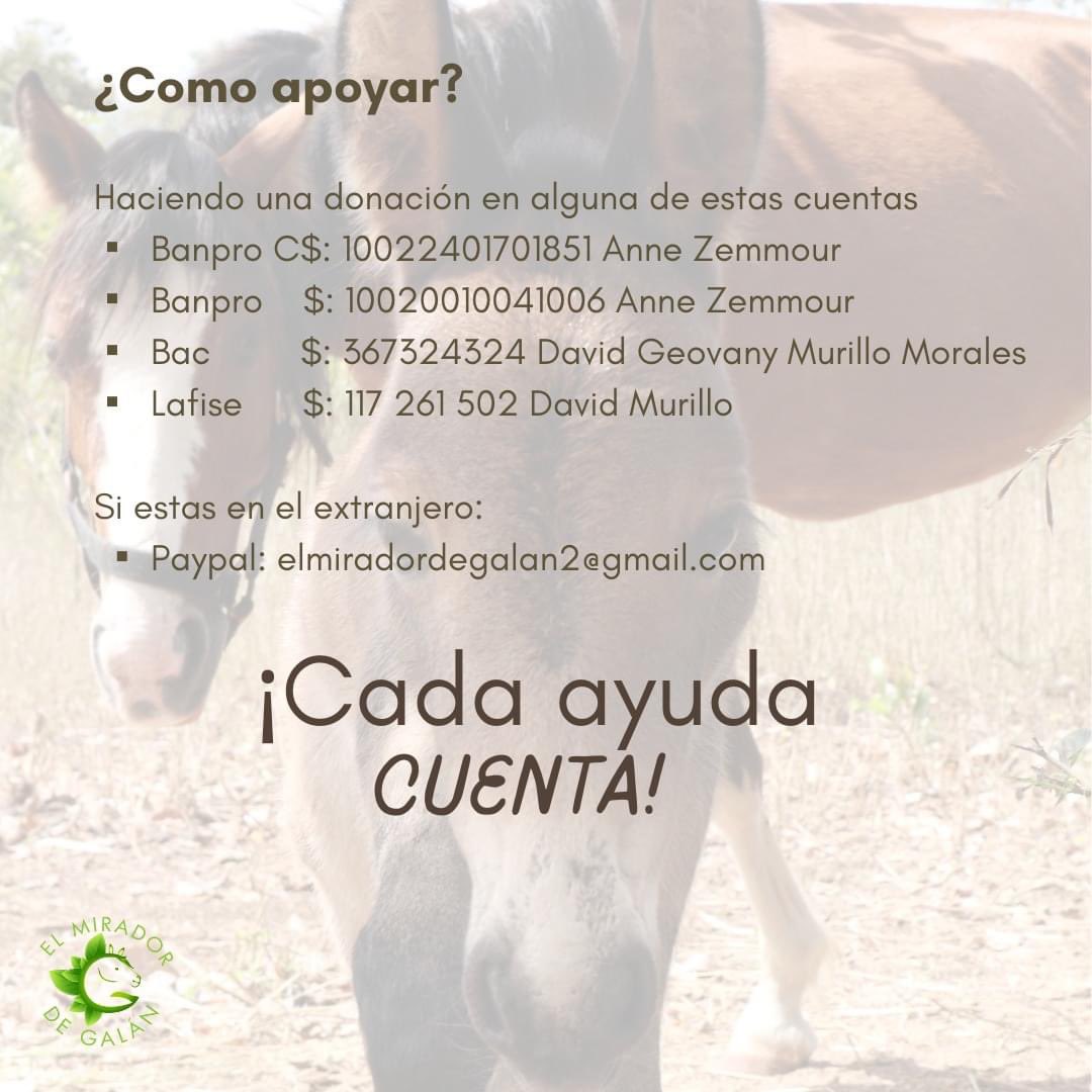 MiradorGalan's tweet photo. #RT ¡Buscamos tu apoyo!

Cada día, consumimos: 
- 1 saco de Omalina 200 🌾
- 7 pacas de heno 🌿
- 400 litros de agua 💧

¿Te gustaría ayudar al Refugio a seguir funcionando y a rescatar mas equinos? 

Gracias 💚🐴 https://t.co/0yE6wzIBBw
