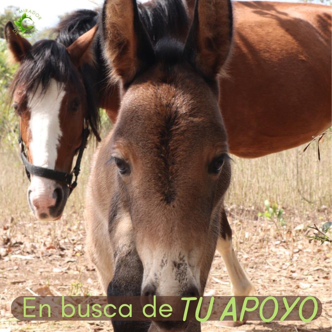 MiradorGalan's tweet photo. #RT ¡Buscamos tu apoyo!

Cada día, consumimos: 
- 1 saco de Omalina 200 🌾
- 7 pacas de heno 🌿
- 400 litros de agua 💧

¿Te gustaría ayudar al Refugio a seguir funcionando y a rescatar mas equinos? 

Gracias 💚🐴 https://t.co/0yE6wzIBBw