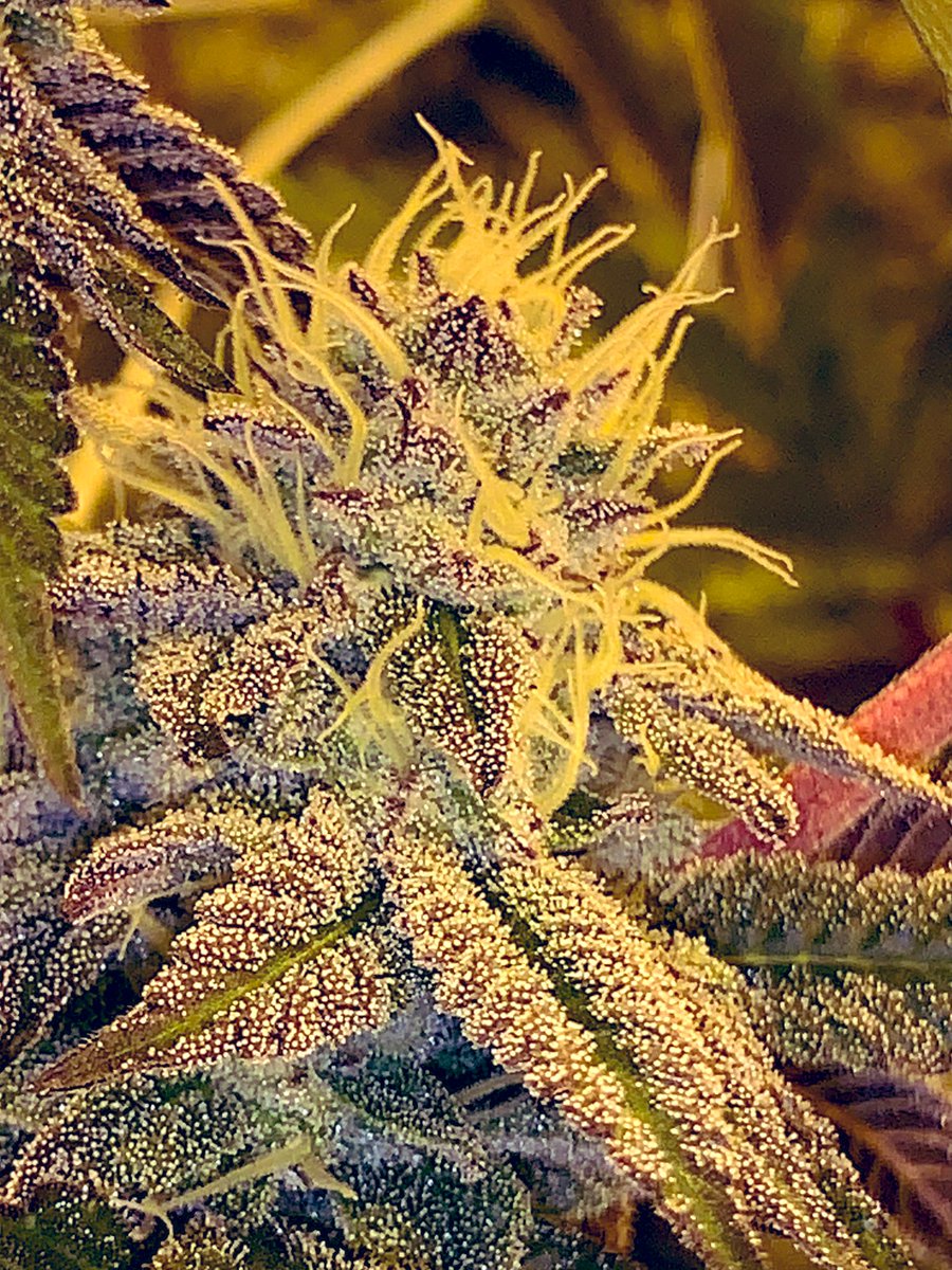 BraveHeartsPR's tweet photo. Spring 2023 harvest is looking healthy, we can’t wait to get this into Oregons legal market! Thank you for your support! 🔥💚 https://t.co/y7Yosyubl7