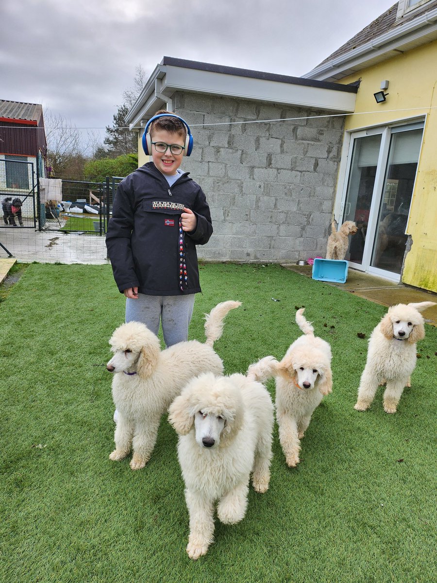 mycaninecompani's tweet photo. Check out Riley and some of our newest MCC superheroes!!
We cannot wait to tell you all what their names are 💚🐾
#autism #autismservicedog #teammcc #assistancedog https://t.co/BE21m5QrOn