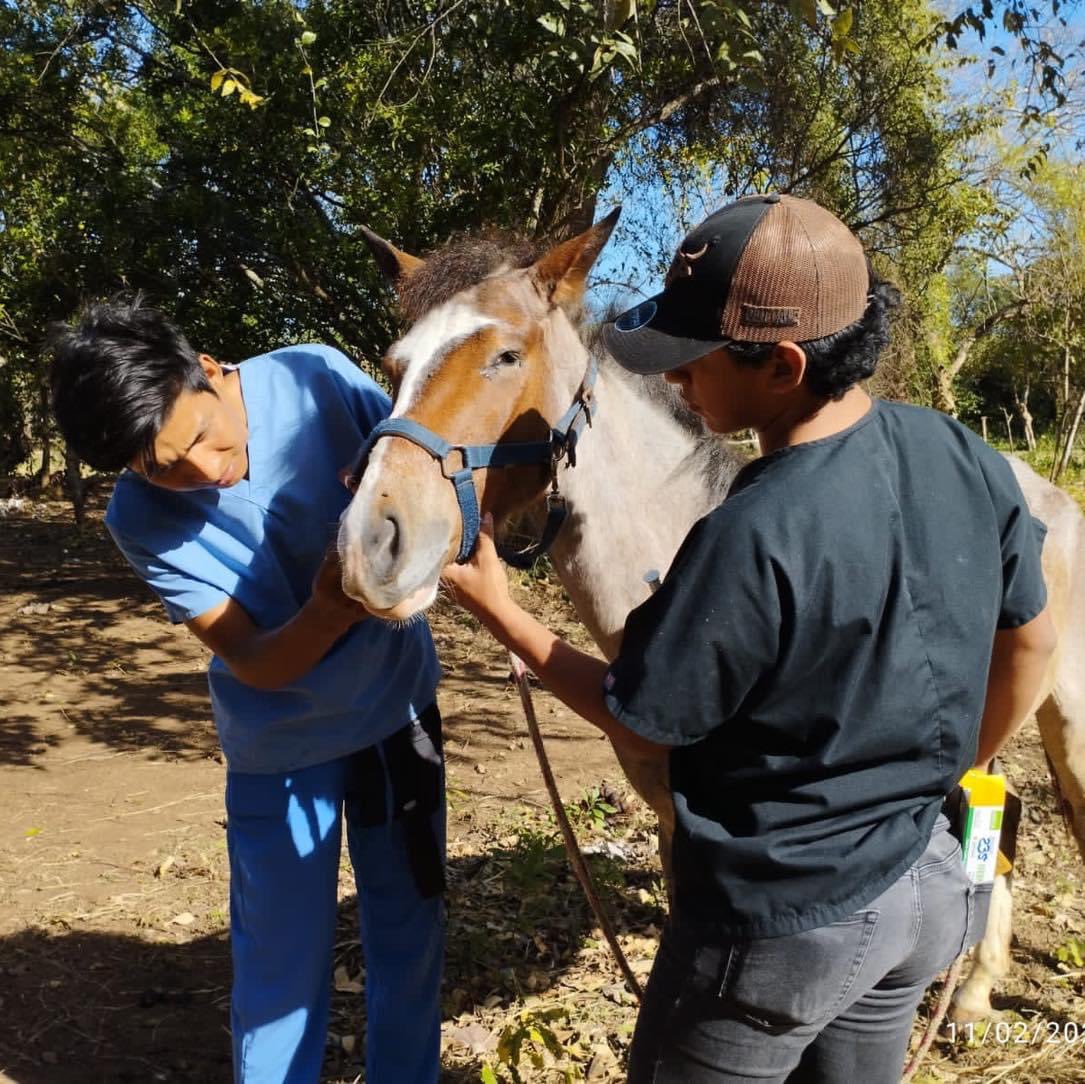 MiradorGalan's tweet photo. Recibimos la visita de los estudiantes en veterinaria de Aprolap, quienes nos apoyan con análisis de heces y desparasitacion de la manada del Refugio. https://t.co/byveTE1NSe