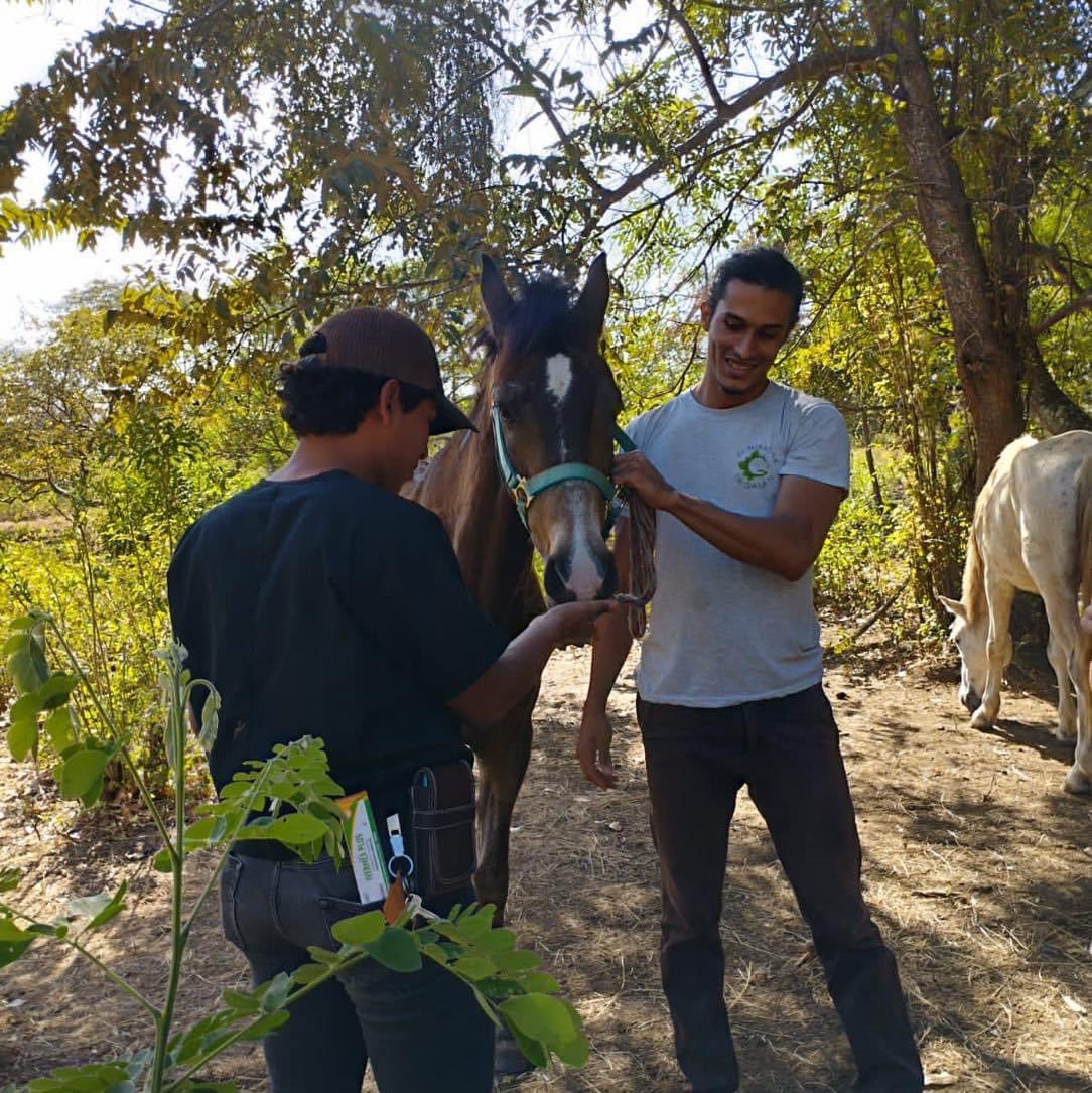 MiradorGalan's tweet photo. Todos los equinos del Refugio se encuentran desparasitados y Aprolap dará seguimiento con aplicación de vitamina. https://t.co/8YZjMYCBI6