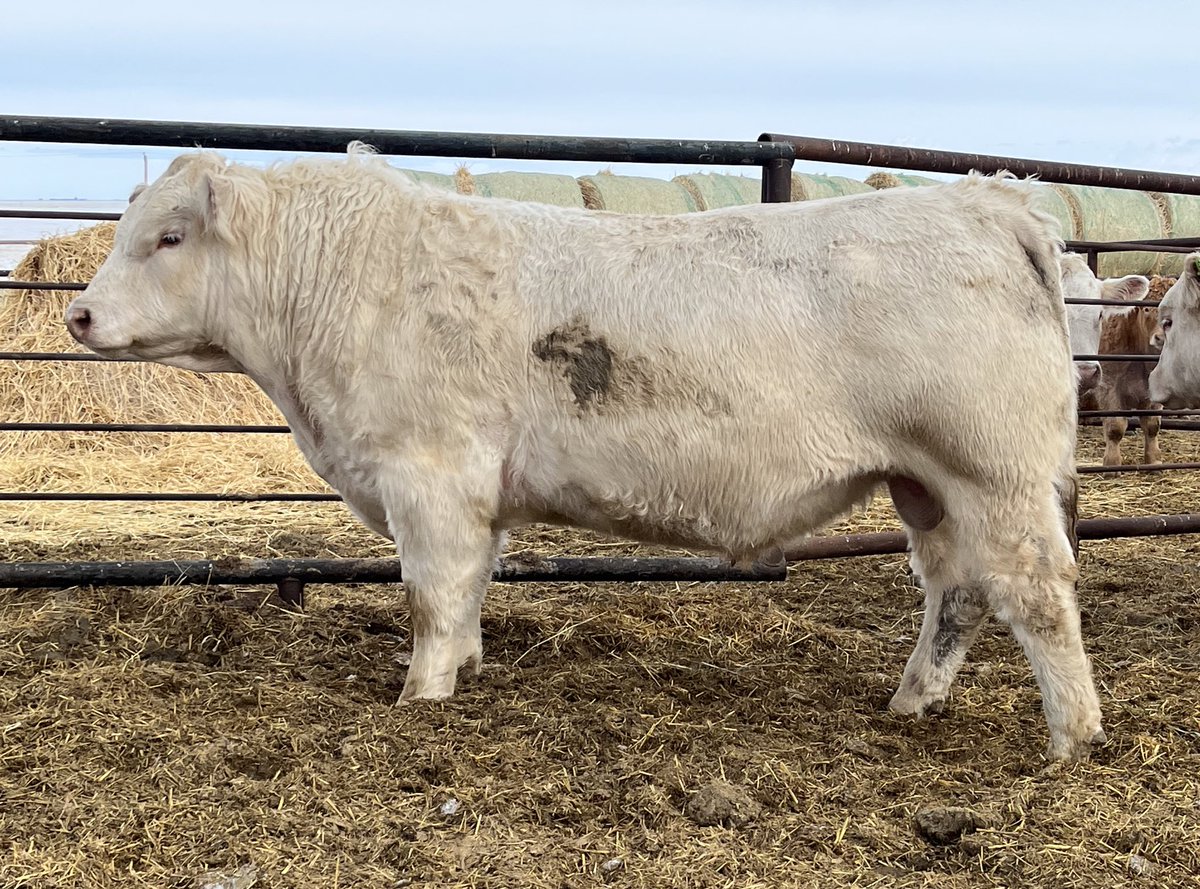 MasonWBeck's tweet photo. A quick cellphone pic of easily the most complete heifer bull we have ever offered. He will see heavy use in our heifer program. He sells as Lot 32 Wednesday. https://t.co/82R3yOZomz