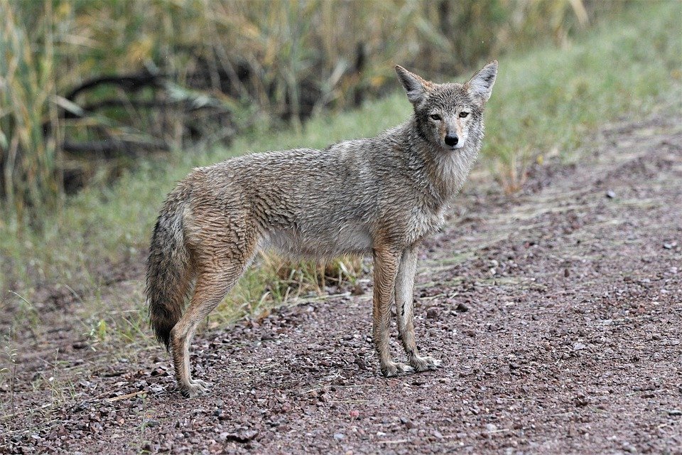 🚨 New paper! Using recordings of #coyotes and #wolves from Wisconsin, we show how a combination of acoustic localisation and custom high-resolution land cover maps enable the study of animal habitat use and behavioural ecology in a non-invasive manner 🐺 doi.org/10.1071/WR22007