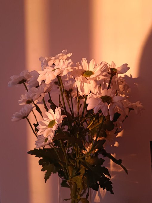 flowers in sunset light☺️  #sunset #Flowers #pic https://t.co/OI3UumdUSr<a href="/tag/sunset"class="tags">#sunset</a><a href="/tag/flowers"class="tags">#Flowers</a><a href="/tag/pic"class="tags">#pic</a>