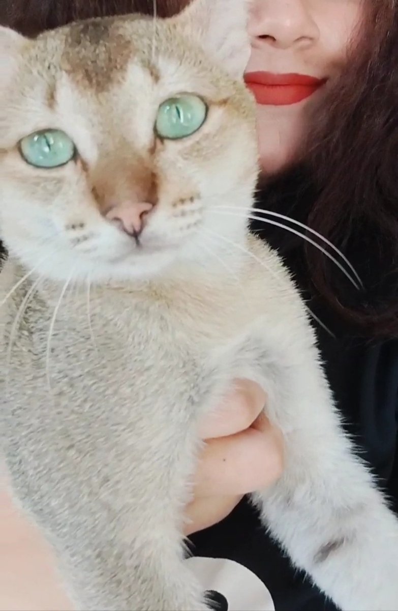 Corneliapink007's tweet photo. My cat died suddenly, I don't know how to get over this😭😭It's hurting 💔 #catlover https://t.co/dKWuAdzbB9