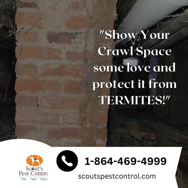 scoutspest1's tweet image. Subterranean Termite Behavior. Learn how Termites behave and act and damage your home. Book your free crawl space inspection now and take up the fight against termites.

▸ lttr.ai/8VUh

#KnowingTermiteBehavior #CrawlSpaceEncapsulation #TermiteControl #TermiteDamage