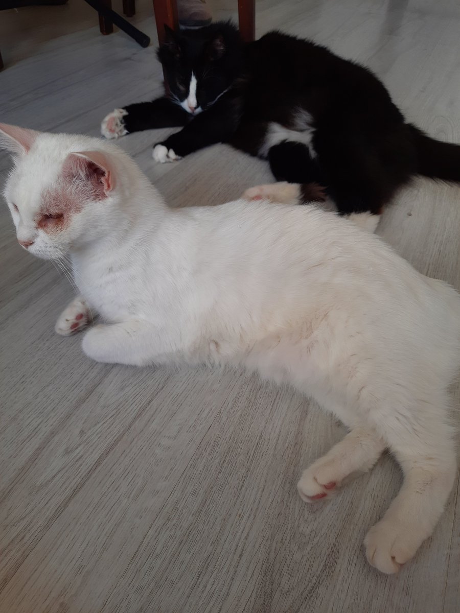 Yıkılmak üzere olan binadan kurtarilan gorme engelli 2 kedim için acil K.Maraş-Ayvalık arası nakil desteğine ihtiyacimiz var. Yarin geceye kadarbulunamazsa  en iyi ihtimalle Ankara-Izmir Ankara-Ayvalik arasi nakil destegine ihtiyacimiz var. yardım:(
<a href="/PawGuardsTr/">Paw Guards | Pati Koruyucuları</a> <a href="/haluklevent/">Haluk Levent ( Ahbap Ekibi )</a>