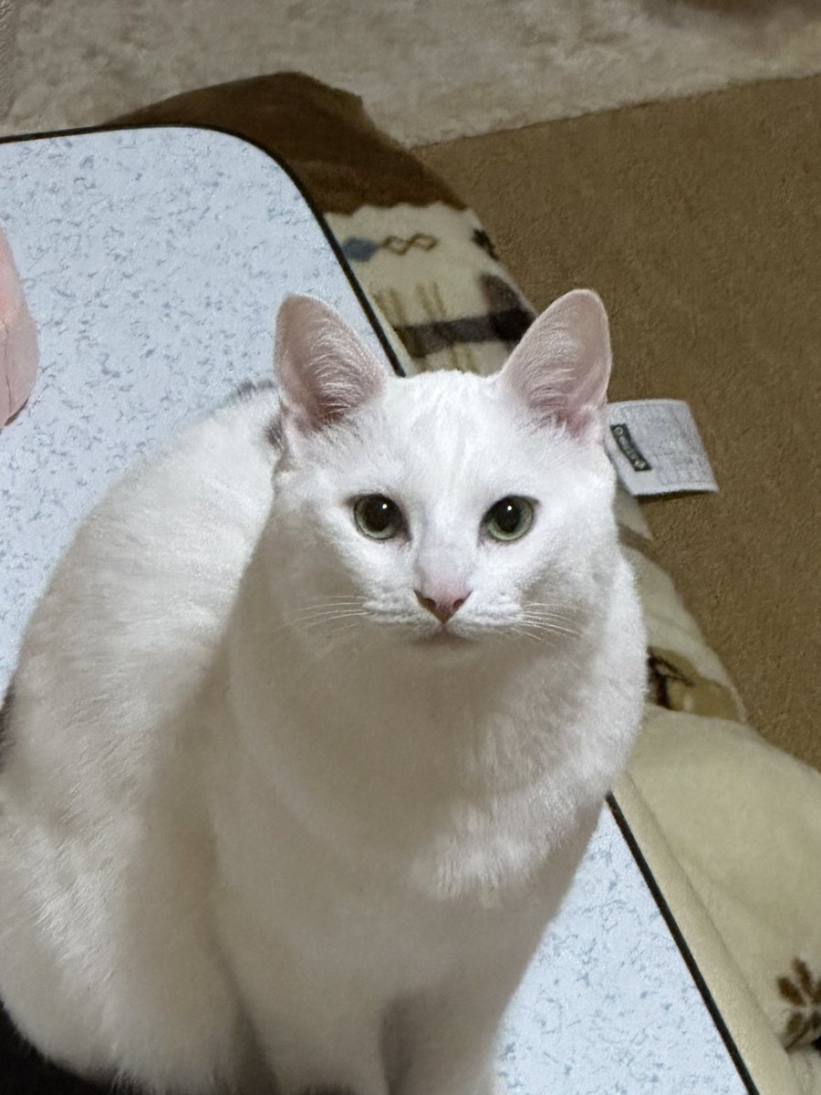 eiToneco's tweet photo. My cat is cute.

#cat #cats #CatsofTwittter https://t.co/1eX7NSqFlp