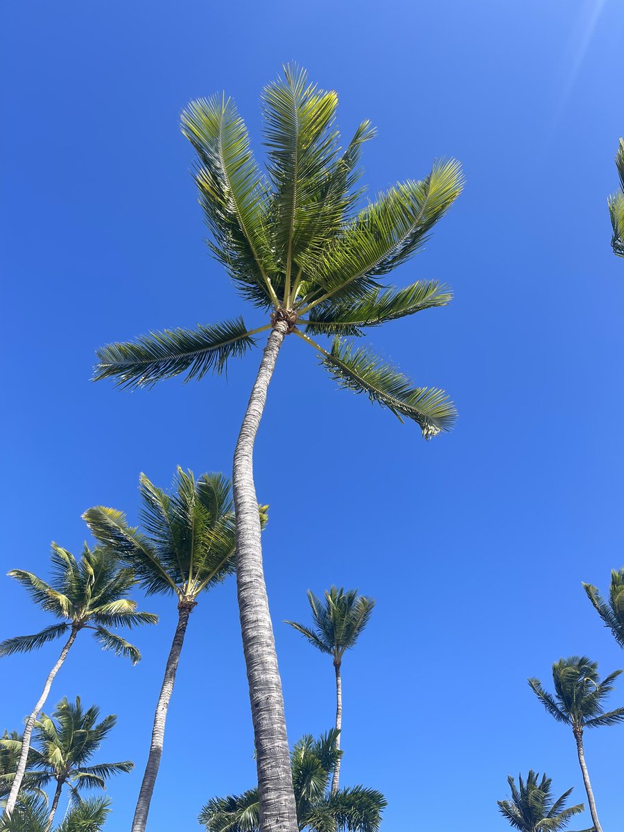 meg__odonnell's tweet photo. I’ll be back, Aruba 🏝️☀️ https://t.co/cLakpM0w11