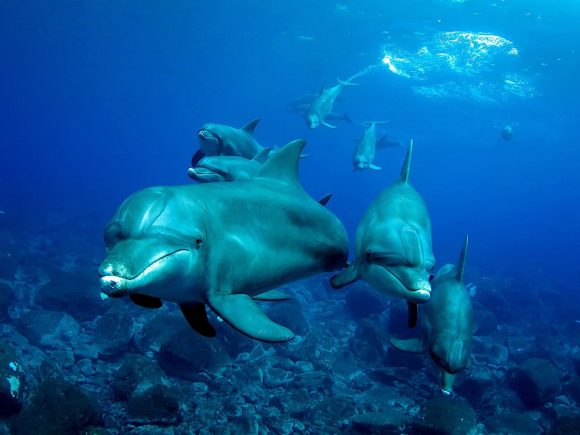 PatryCaribe's tweet photo. Estas son algunas de las mejores fotos 📸🤿submarinas de 2023. 
Puede verlas todas aquí 👇
https://t.co/3AVOCvbvf2 https://t.co/WuDARiXvNa