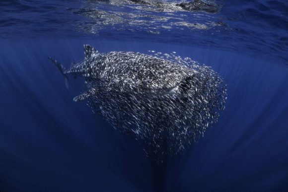 PatryCaribe's tweet photo. Estas son algunas de las mejores fotos 📸🤿submarinas de 2023. 
Puede verlas todas aquí 👇
https://t.co/3AVOCvbvf2 https://t.co/WuDARiXvNa
