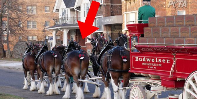 Mutilating animals for looks is bad business, @Budweiser 😠 
  
We’re exposing our latest investigation into the beer company’s disgraceful treatment of Clydesdales on this week’s #PETAPodcast 🎧 peta.vg/3lbq