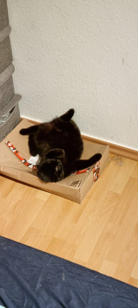 xyliacos's tweet photo. If your knows how to chill xD while you are wide awake laying your bed. Please give me something of this xD or teach me senpai how to chill like that. 🤣 #cat #chilling #soulmatecat #fun https://t.co/uonppFDCdZ