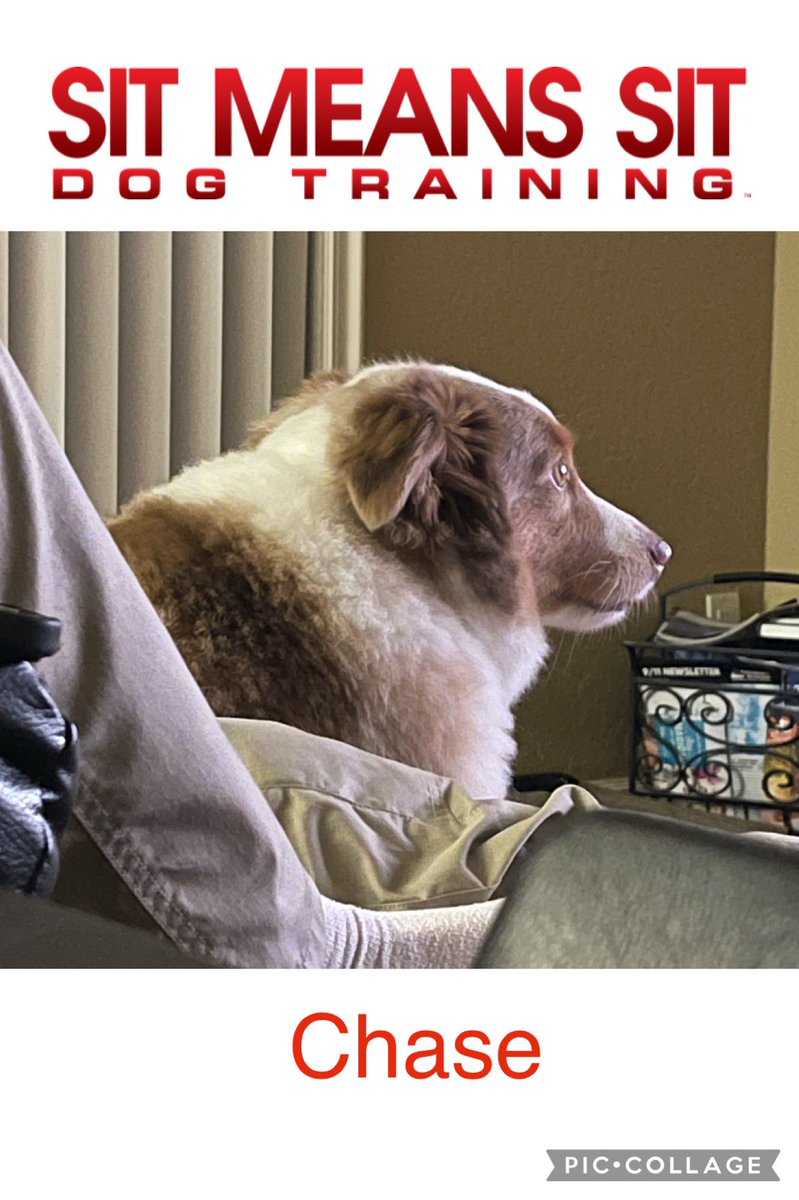 smspalmbeach's tweet photo. Chase loves to watch TV #sitmeanssitpalmbeach #palmbeachk9 #chase #dogtraining https://t.co/cI6mY4Uand