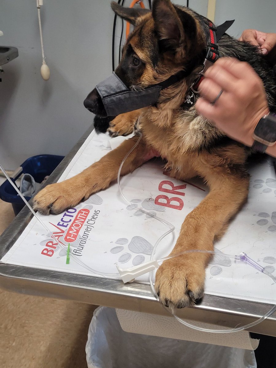 I had a great time job shadowing at the College Park Veterinary Clinic. I learned a lot about the day in the life as a Veterinary! Just a few pictures of the friends I made along the way. <a href="/scan1ansports/">ꜱᴄᴀɴʟᴀɴ ꜱᴘᴏʀᴛꜱ™️</a> <a href="/Los_Stuff/">Carlos Arias</a>  <a href="/TopPreps/">HIGH SCHOOL SPORTS NEWS, VIDEOS, EXPOSURE & MORE</a> <a href="/softball_iq/">Softball IQ</a> <a href="/CoastRecruits/">Coast 2 Coast Recruits</a> <a href="/SBRRetweets/">Softball Recruiting Reposts</a> <a href="/D1Uncommitted/">Anthony Edwards</a>