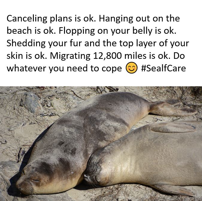 Self care is important, just ask any northern elephant seal (but maybe don't take their exact advice).

San Miguel, Santa Barbara, and Santa Rosa islands all provide critical habitat for this species.

#SelfCare #Pinnipeds #ChannelIslandsNationalPark # FindYourPark