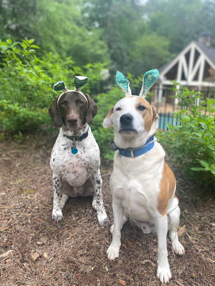 theATLHalter5's tweet photo. @MurphyAJC @ajc Gurley and Champ Halter posing for the Jolt! AJC subscribers from Columbus GA and huge DAWG fans. They love the outdoors and will do almost anything for a treat 🐶🐰 https://t.co/tUMr2Uughf