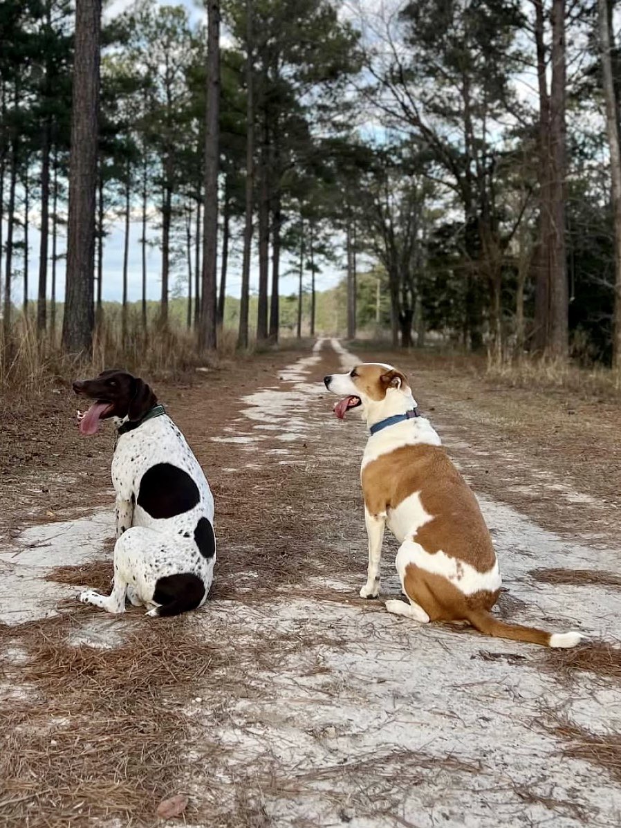 theATLHalter5's tweet photo. @MurphyAJC @ajc Gurley and Champ Halter posing for the Jolt! AJC subscribers from Columbus GA and huge DAWG fans. They love the outdoors and will do almost anything for a treat 🐶🐰 https://t.co/tUMr2Uughf