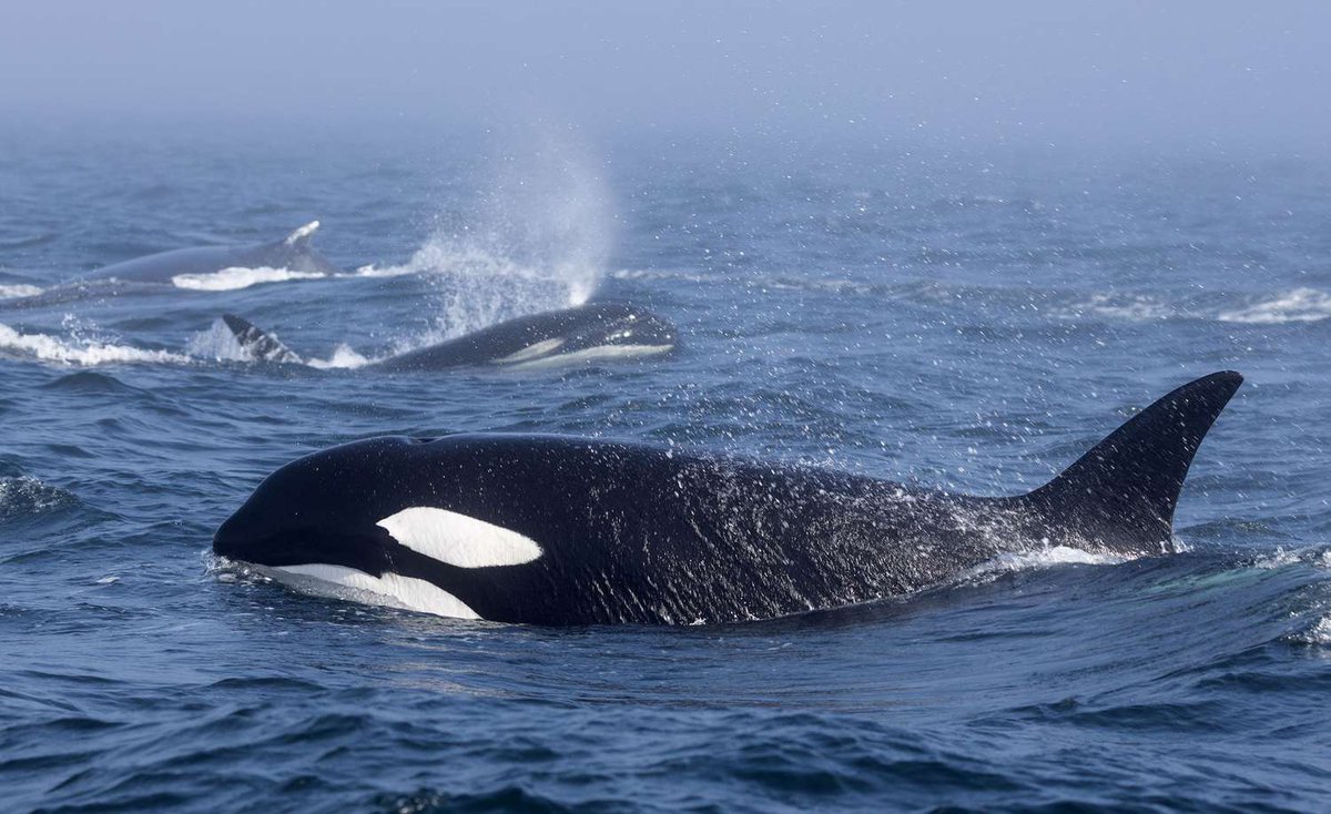 happy whale day. feb 19
#whale #whaleday