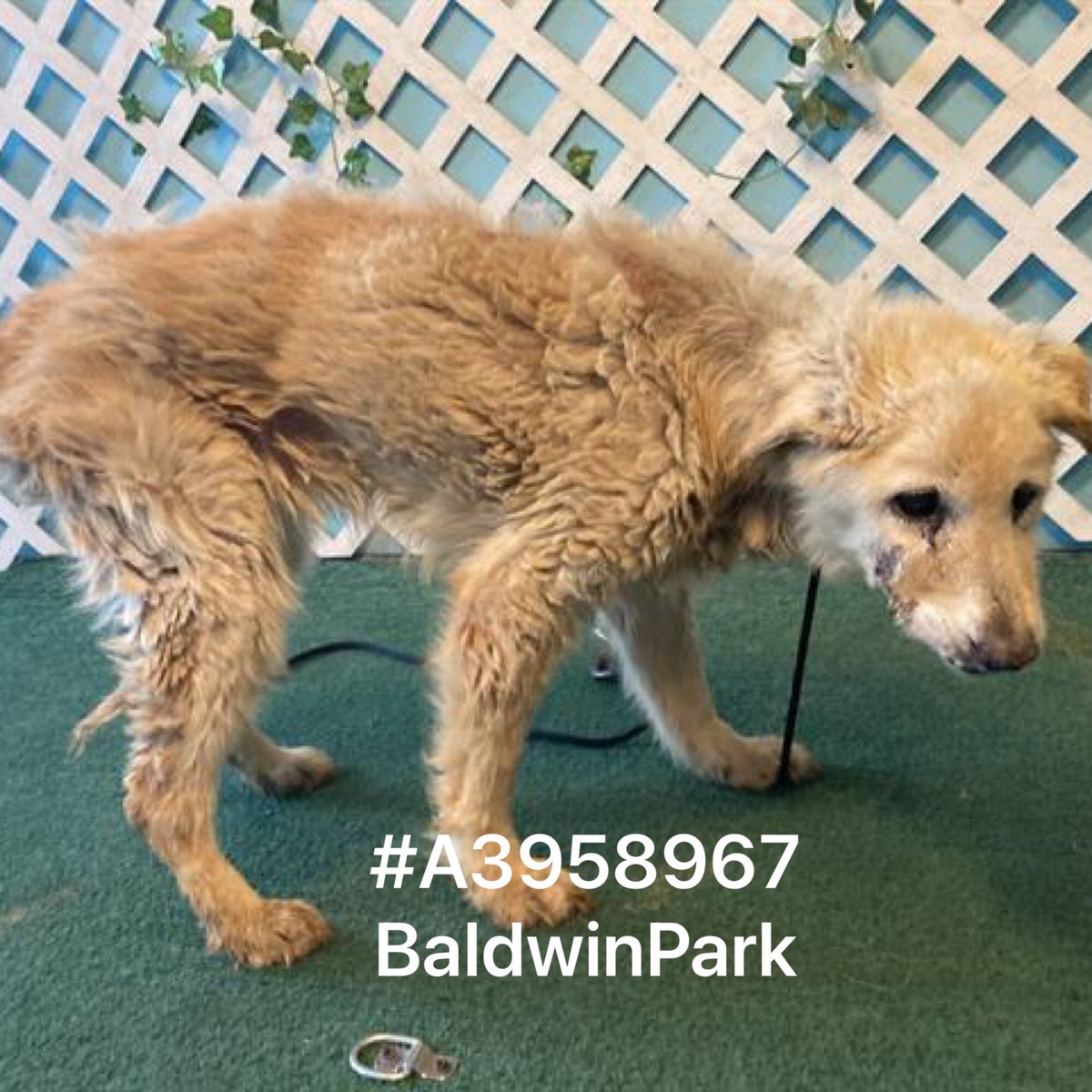 Iza_2021's tweet photo. 🆘Euthanasia🆘 

Whoever is responsible is garbage!🤬
Buttercream #A3958967 14yo #labrador in poor shape needs a #foster for #rescue in #SoCal immediately!
#AdoptDontBuy 🙏🏼

https://t.co/iTa1pgW3mq

📍Baldwin Park Animal Care Center
4275 North Elton Street
Baldwin Park,CA 91706 https://t.co/5okQxvmPKh