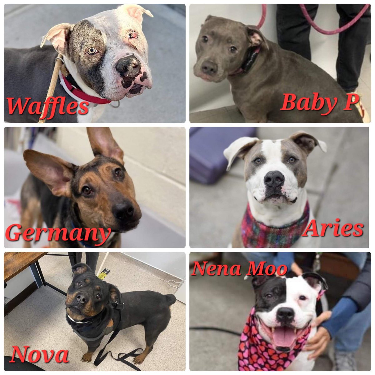 NMBewitched's tweet image. #NYCACC
6 Active Kill Commands
#FostersSaveLives 

Aries 3yr 71lbs
&quot;Poetry in Motion&quot;

Baby P 2yr 49lbs
Enjoys walks

Germany 1yr 52lbs
Wonderfully sweet at 🏡

Nena Moo 8yrs 54lbs
Galloping love

Nova 3yr 63lbs
Pneumonia needs TLC

Waffles 4yrs 62lbs
Relaxed &amp;amp; Soft

Pls #Pledge
