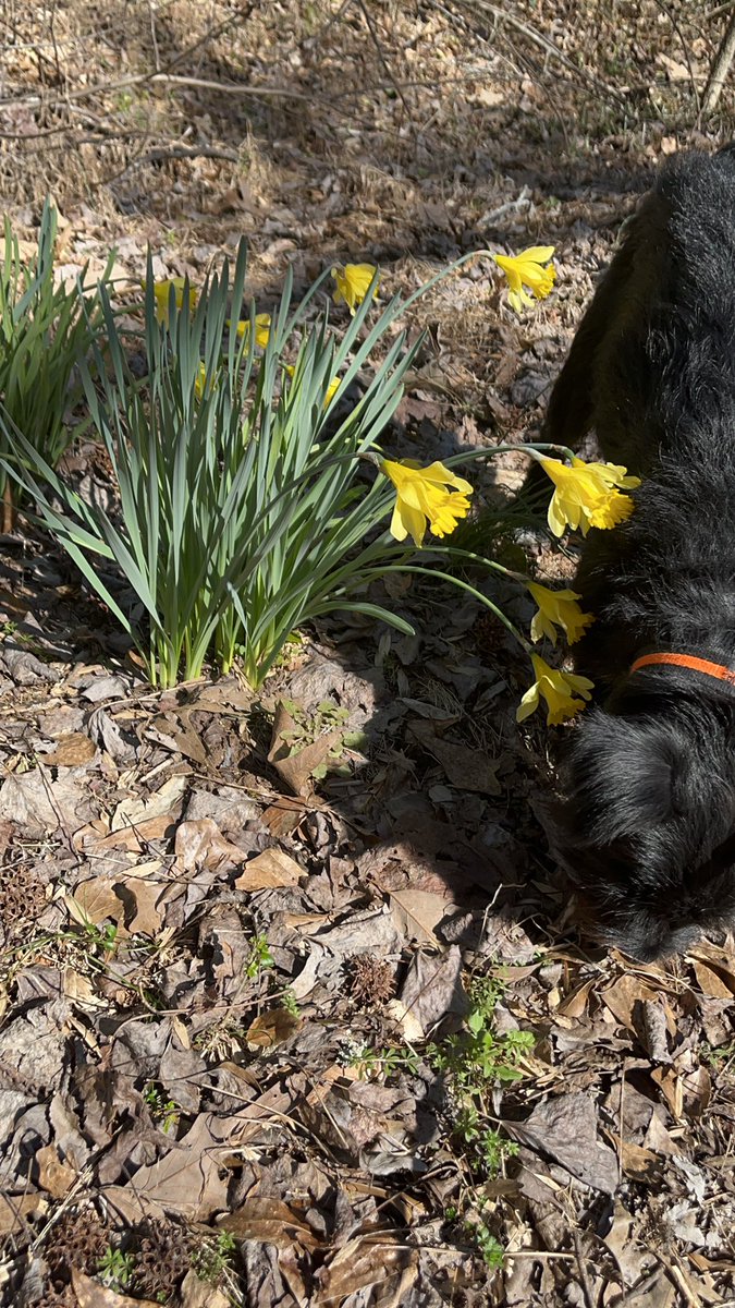 ApolloLovesFun's tweet image. Happy Saturday, Frens! I been habbing some fun in Athens, Georgia while my high school hooman is singing at All-State! I think she’s  a pretty big deal and  I lub to hear her sing! #doglife #puppylove #georgiadogs #dogs #schnauzergang #apollo