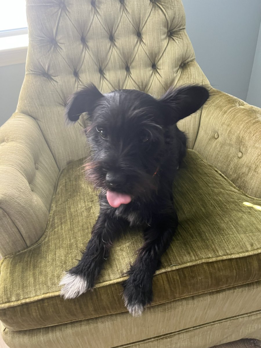 ApolloLovesFun's tweet image. Happy Saturday, Frens! I been habbing some fun in Athens, Georgia while my high school hooman is singing at All-State! I think she’s  a pretty big deal and  I lub to hear her sing! #doglife #puppylove #georgiadogs #dogs #schnauzergang #apollo