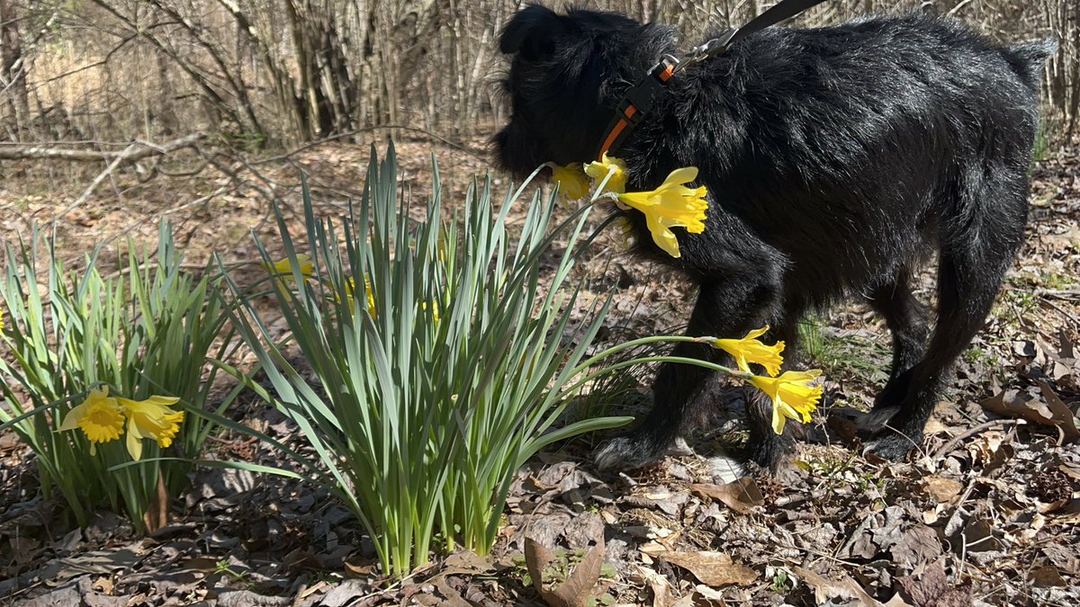 ApolloLovesFun's tweet image. Happy Saturday, Frens! I been habbing some fun in Athens, Georgia while my high school hooman is singing at All-State! I think she’s  a pretty big deal and  I lub to hear her sing! #doglife #puppylove #georgiadogs #dogs #schnauzergang #apollo