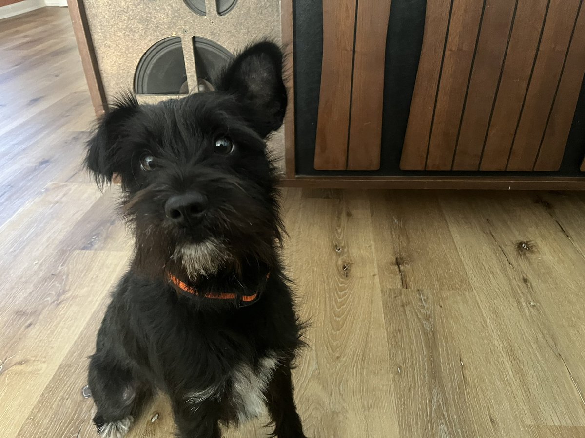 ApolloLovesFun's tweet image. Happy Saturday, Frens! I been habbing some fun in Athens, Georgia while my high school hooman is singing at All-State! I think she’s  a pretty big deal and  I lub to hear her sing! #doglife #puppylove #georgiadogs #dogs #schnauzergang #apollo