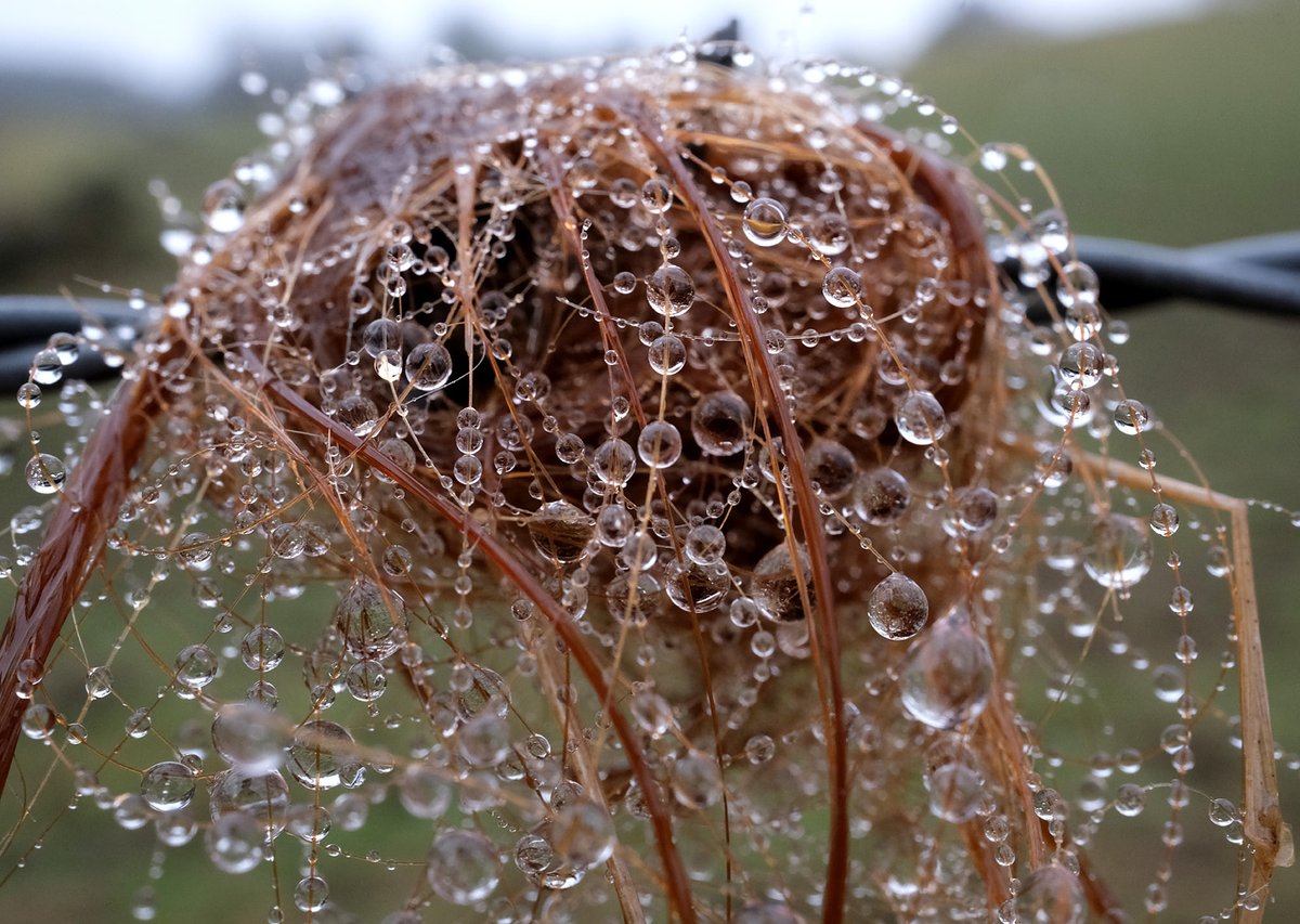 scotfot's tweet photo. Catching the rain https://t.co/Ak3HG0RwD7