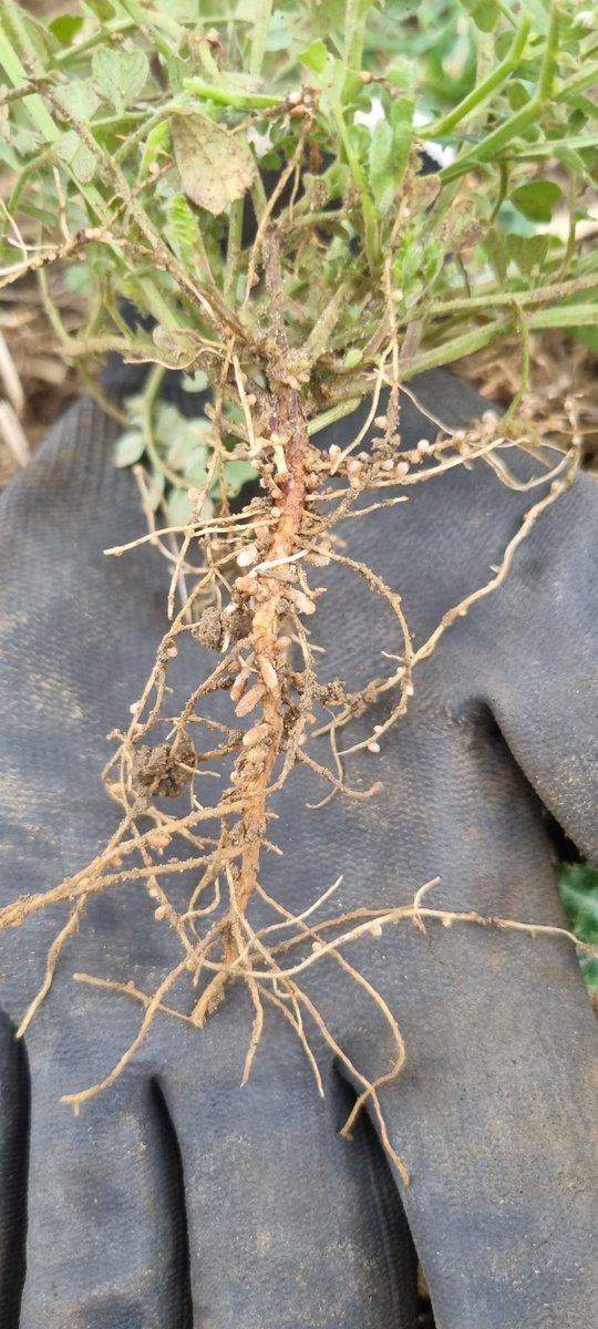 Aaron Hogsbjerg tweet media