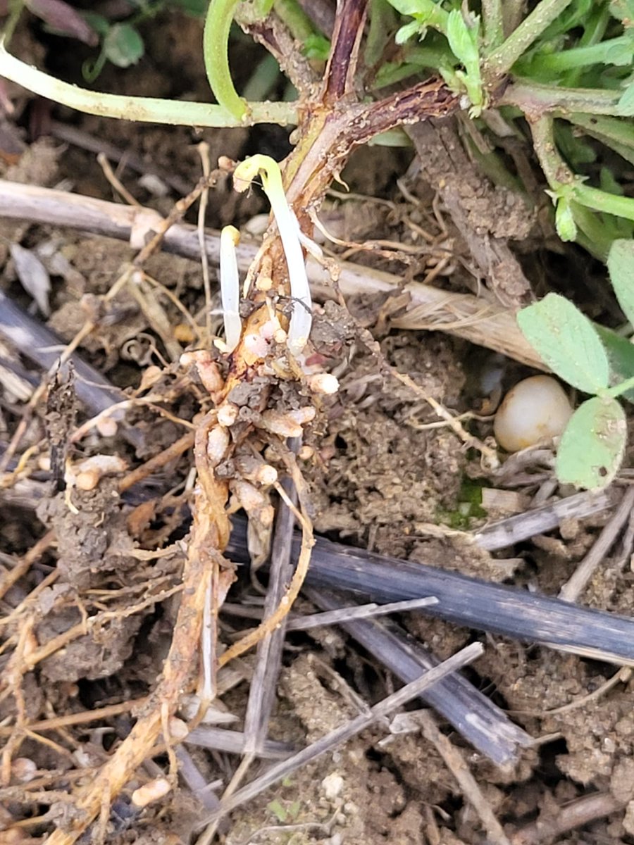 Aaron Hogsbjerg tweet media