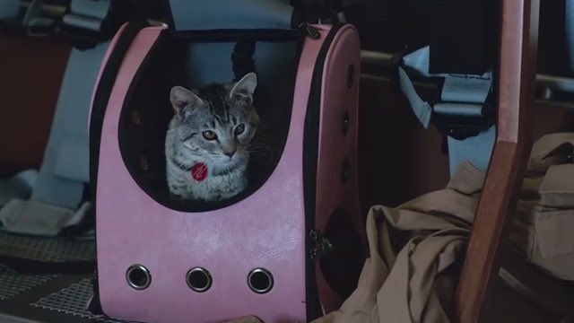 CampaignLegends's tweet photo. Youโve pet the timeline cat. Now try to pet Zari Cat without being scratched.
Do you know where that tongue has been?!?
#SaveLegendsOfTomorrow
#ZariCat #Constantine #LegendsOfToMeowMeow https://t.co/xl4pcyxgon