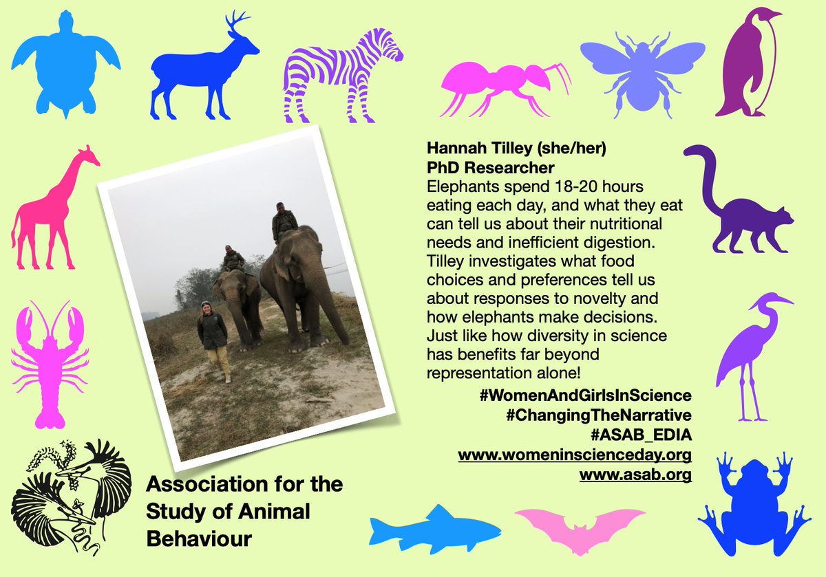 asab_org's tweet image. Day 19!!! A fantastic @HB_Tilley who is investigating the food preferences of Asian 🐘🐘🐘 Thanks for joining in Hannah 😍 #WomanAndGirlsInScience #ASAB_EDIA #biologychat #SciComm