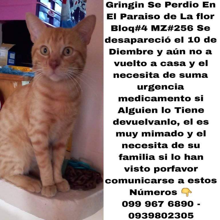 AlertaMePerdi's tweet photo. #PERDIDO #GUAYAQUIL
Nombre: #GRINGUI
Fecha: 10/12/22
Sector: Norte, Paraiso de la Flor bloq. 4 Mz. 256.
Sexo: Macho.
Raza: Mestizo.
Obsv.: Cara bien gorda y nariz con pecas. Se encuentra en tratamiento médico.
Contacto: 0939802305
¡Ayúdalo a volver con su familia!
#AlertaMePerdí https://t.co/55zLz57H6x