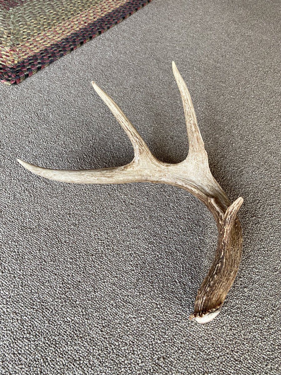 aTinaMichel's tweet image. It’s a sheds and arrowheads kind of weekend! #shedhunting #arrowheads